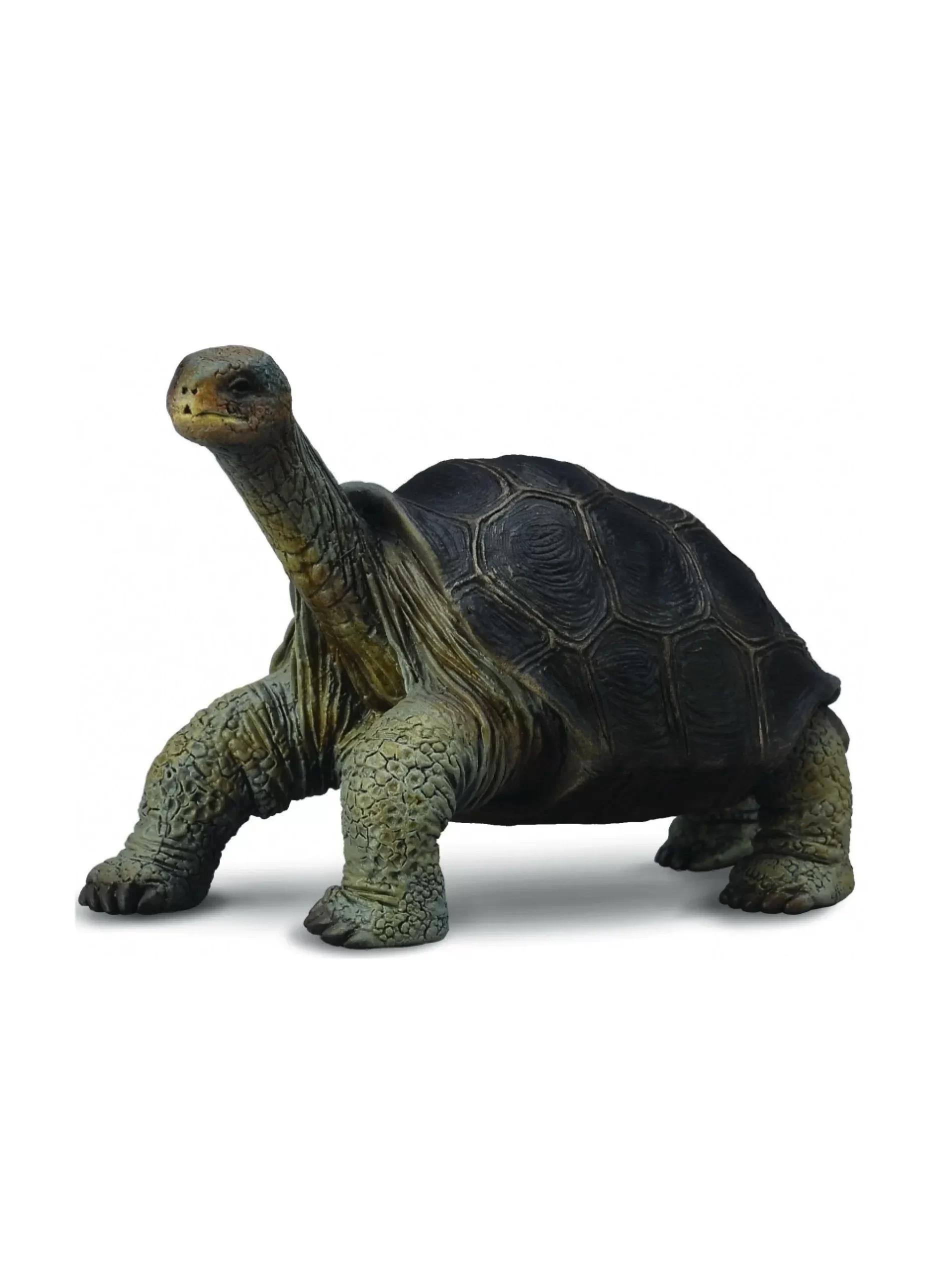 0cCOLLECTA-TORTOISE-PINTA-ISLAND-GEORGE