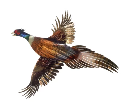 Ring Neck Pheasant Metal Wall Art